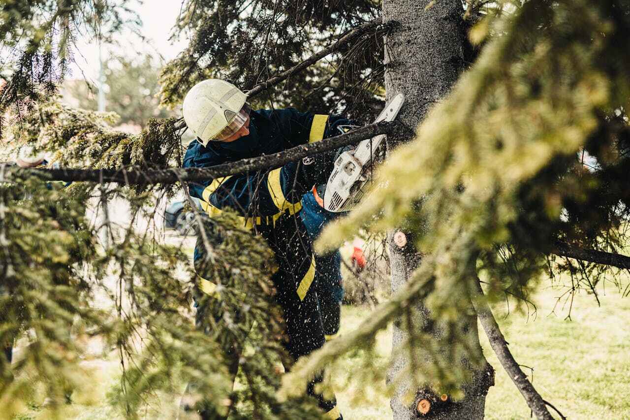  Laingsburg, MI TreeGuard Tree Service Pros